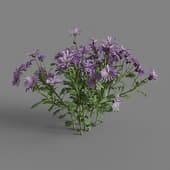 MT PM V64 Brachyscome angustifolia 01 04