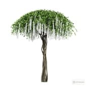 wisteria chinese alba