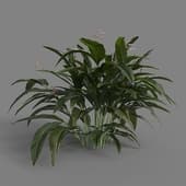 MT PM V72 Heliconia metallica 01 06