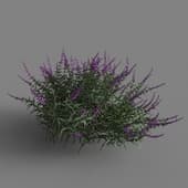 MT PM V85 Salvia leucantha 01 05