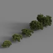 bushes 2