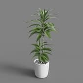 Dracaena fragrans