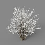Lilac winter 2