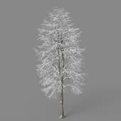 tilia winter 1