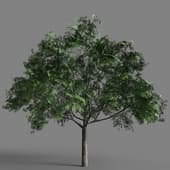 061 Aesculus Glabra