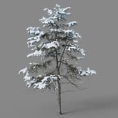 Cedrus deodara 01 02