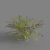 MT PM V68 Duranta repens 01 06