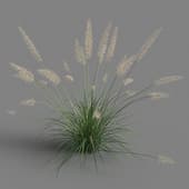 Pennisetum orientale 01 07