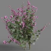Lavatera cachemiriana 05