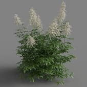 Aruncus dioicus 05
