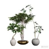 set of indoor plants 2.