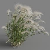 Hordeum jubatum 01 07