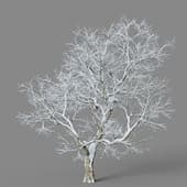 Ulmus davidiana 01 04