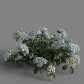 MT PM V70 Hydrangea macrophylla CloundWaterBlue 01 04