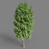 AM048 tree