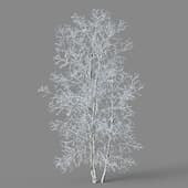 Betula platyphylla 01 04