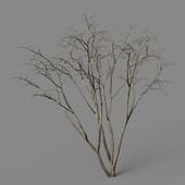Malus Hybridus winter 01