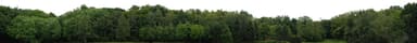 forest for background (sprite)