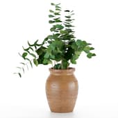 Eucalyptus branches in a wooden vase