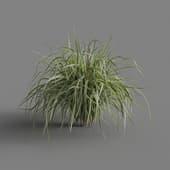 MT PM V69 Miscanthus sinensis Variegatus 01 04