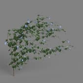MT PM V68 Ipomoea nil 01 05