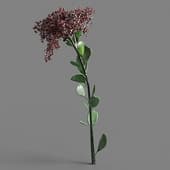 100 Hylotelephium spectabile v1