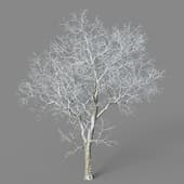 Ulmus davidiana 01 01