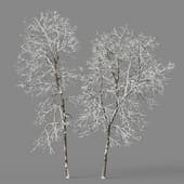 Ash-tree 02 winter