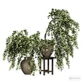 indoor plants 5