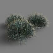 084 Festuca v3
