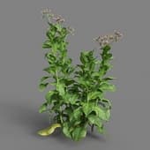 MT PM V38 Nicotiana tabacum 01 08