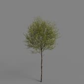 PM V85 Ligustrum vulgare 02 02