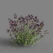 MT PM V65 Origanum vulgare 01 04