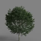 MT PM V65 Acer rubrum 01 01