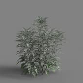 MT PM V66 Jacobaea maritima 01 02