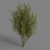 MT PM V85 Ligustrum vulgare 02 05