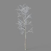 Alnus cremastogyne 01 04