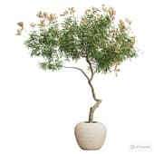 olive in a planter