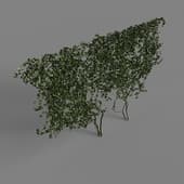 ivy thickets
