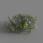 MT PM V68 Vinca major 01 01