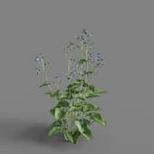 MT PM V65 Brunnera macrophylla 01 05