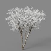 Lilac winter 4
