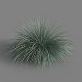 Festuca glauca 01 04