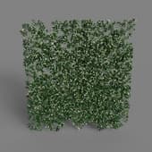 MT PM V68 Trachelospermum jasminoides 01 01
