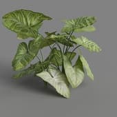 MT PM V86 Syngonium podophyllum schott 01 06