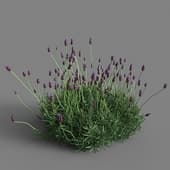 Lavandula stoechas 01 04