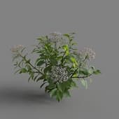 MT PM V70 Hydrangea macrophylla Thistle 01 01