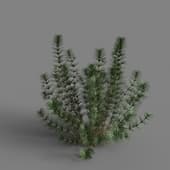 MT PM V83 Hydrotriche hottoniflora 01 01