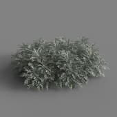 MT PM V66 Jacobaea maritima 01 04