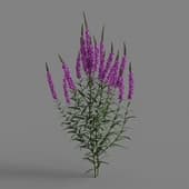 MT PM V66 Lythrum salicaria 01 03